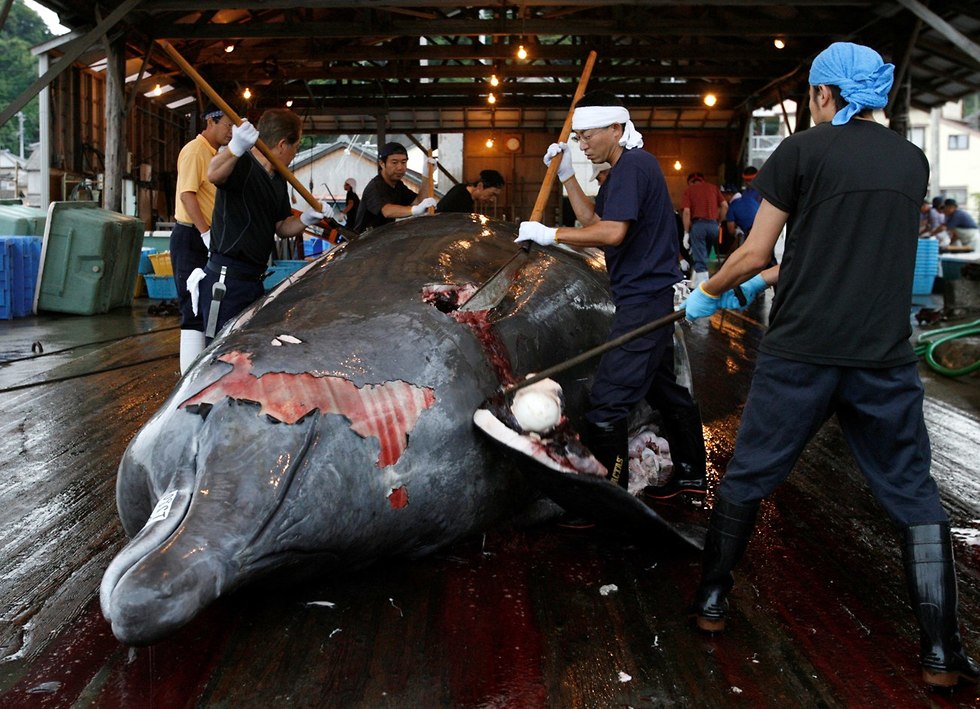 לוויתן יפן תחדש ציד מסחרי של לוויתנים  (צילום: רויטרס)