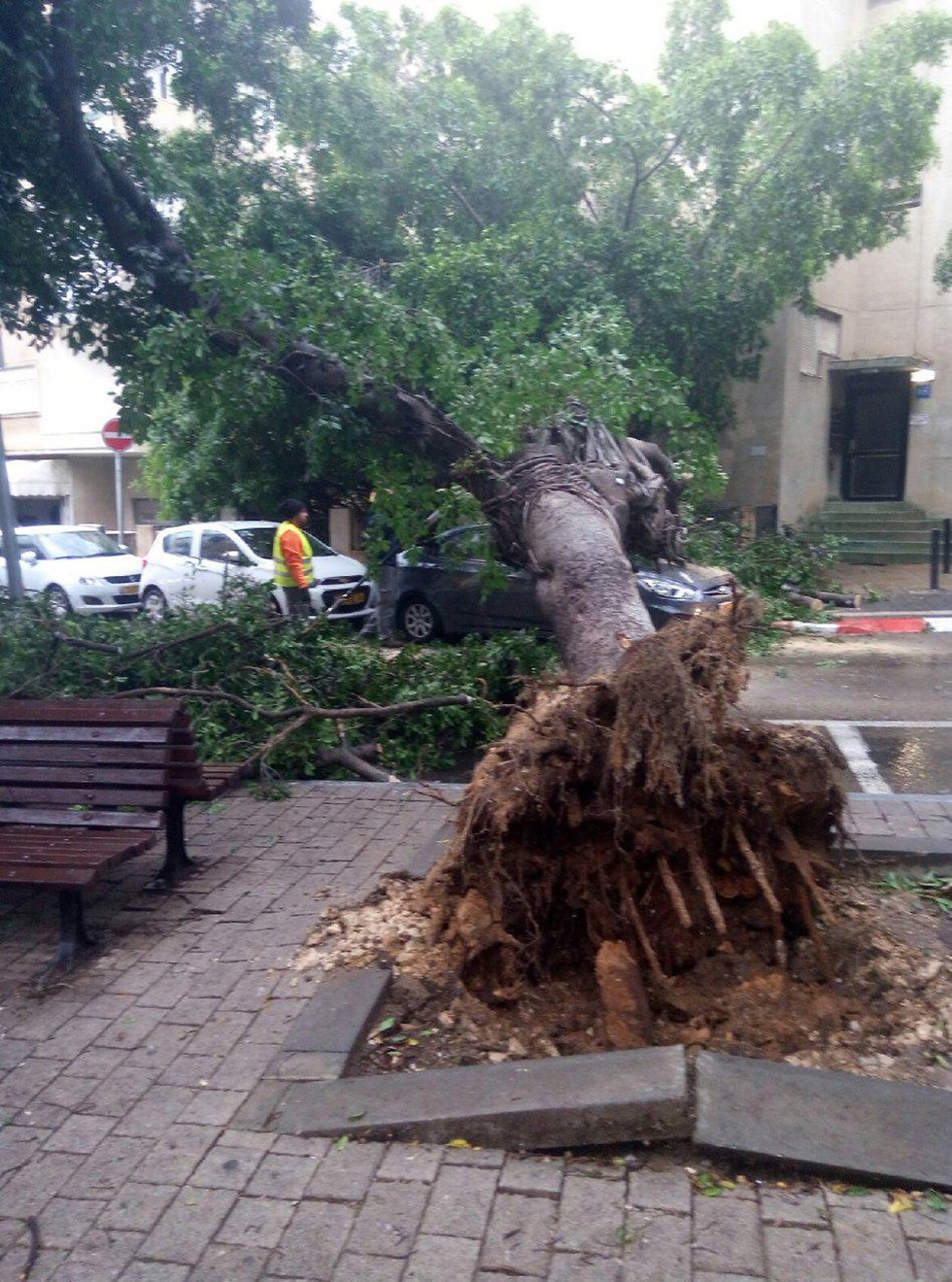 עץ נפל רחוב דב הוז תל אביב (צילום: ליאורה ישראל )