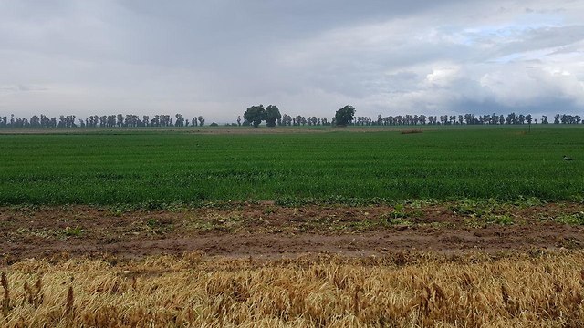 Gaza border communities' farmland     