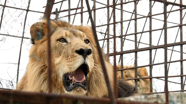 Лев Матей из Центра охраны животных. Фото: AFP