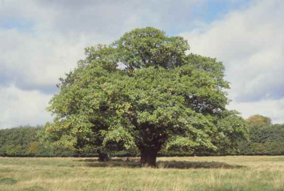 עץ גדול בטבע ()