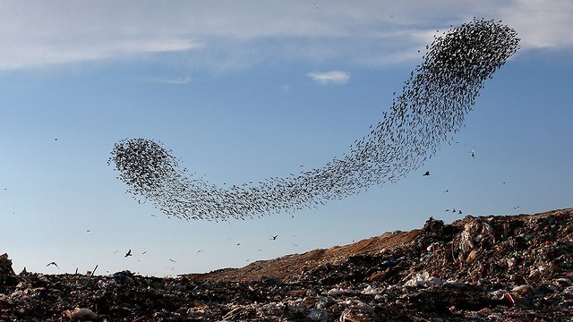 Flock of starlings over Rahat (Photo: Reuters)