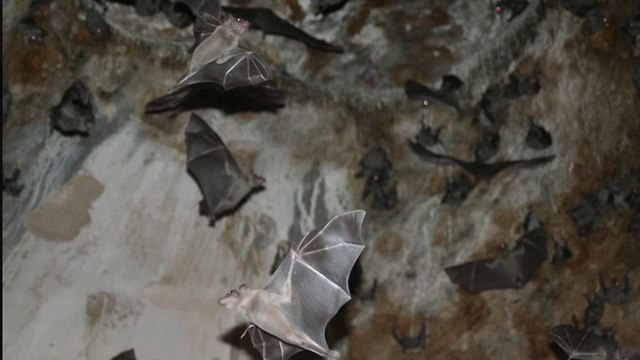 עטלפים במערה (צילום: אסף צוער, רשות הטבע והגנים)
