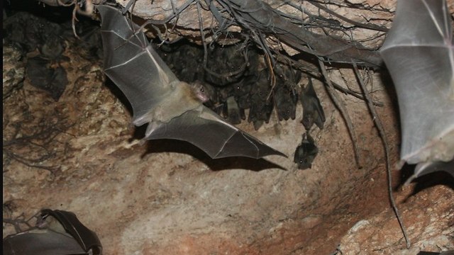 עטלפים במערה (צילום: אסף צוער, רשות הטבע והגנים)