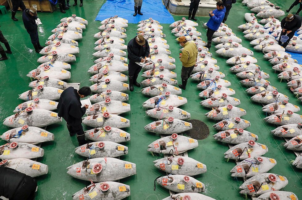 טונה סושי יפן קיושי קימורה (צילום: EPA)