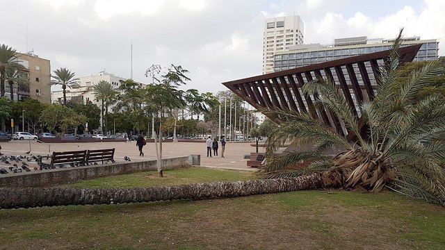 עץ קרס בכיכר רבין (צילום: יערה בן יהודה)