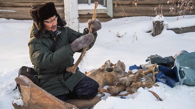 שנהב של ממותה במעבדה ב יקוטיה סיביר רוסיה (צילום: AFP)