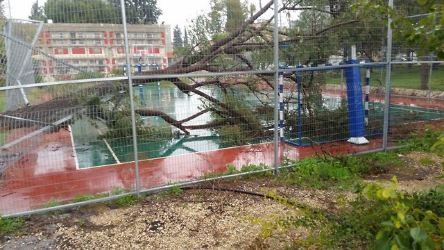 העץ קרס על מגרש הספורט בבית ספר מעיינות בראש העין (צילום: יוסי דמארי)