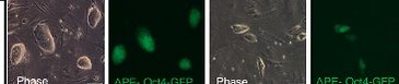 מושבות של תאי גזע החסרים את החלבון Gatad2a (שתי התמונות משמאל), בהשוואה לתאי גזע רגילים (שתי התמונות מימין). הסמן הירוק צובע חלבון אופייני לתאי גזע בשם Oct4 (צילום: מתוך המחקר)
