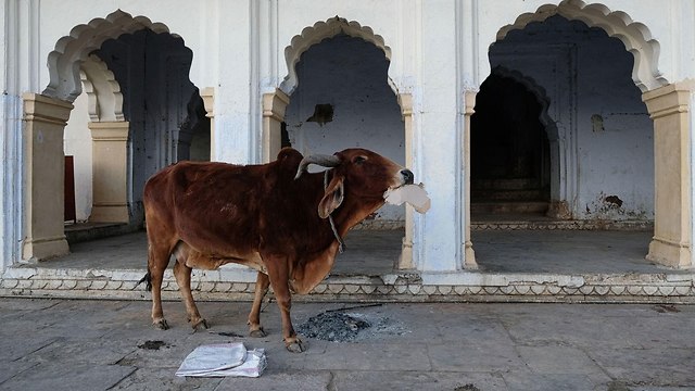 הודו פרות ו קשישים יגורו יחד ב ניו דלהי (צילום: AFP)