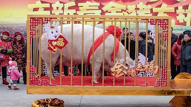 חזיר ענק מוכתר למלך החזירים שנת החזיר סצ'ואן סין ()