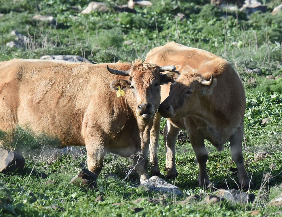 פרות ברמת הגולן (צילום: אביהו שפירא )