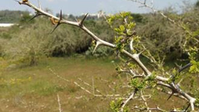 העץ האפריקאי גדל כיום בכמה חורשות טבעיות מבודדות בישראל. שיטה מלבינה ברחובות  (צילום: יובל רוזנברג)