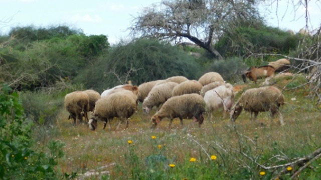 פעם היו כאן אנטילופות, יענים ואריות. היום יש עדרי כבשים ולא מעט פסולת. גבעת השיטה  (צילום: איגור ארמיאץ' שטיינפרס)