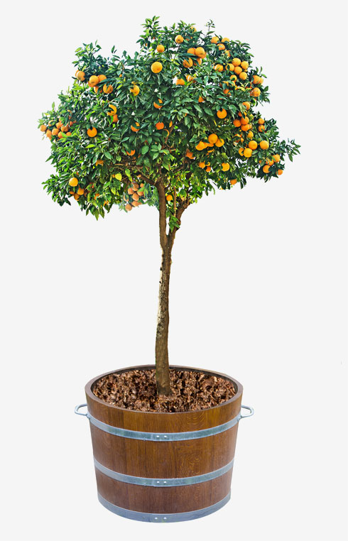 עצי הדר - לא האפשרות היחידה (צילום: Shutterstock)