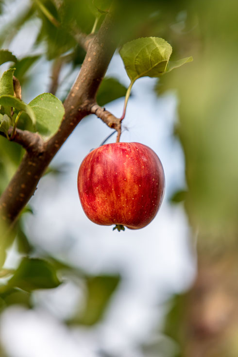 עץ תפוחים יניב פרי לאחר ארבע שנים (צילום: Shutterstock)