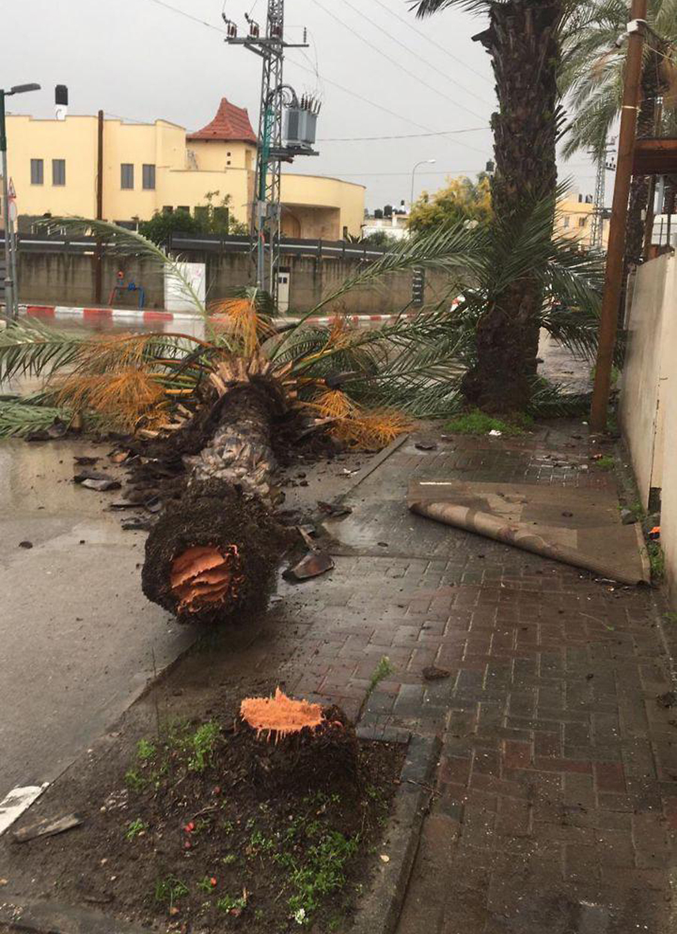 עץ קרס בקלנסוה בעקבות מזג האוויר ()
