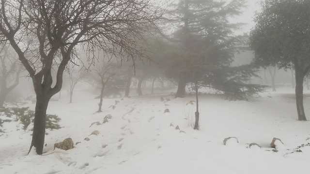 שלג בנווה דניאל הבוקר (צילום: ישי אברגי'ל, TPS)