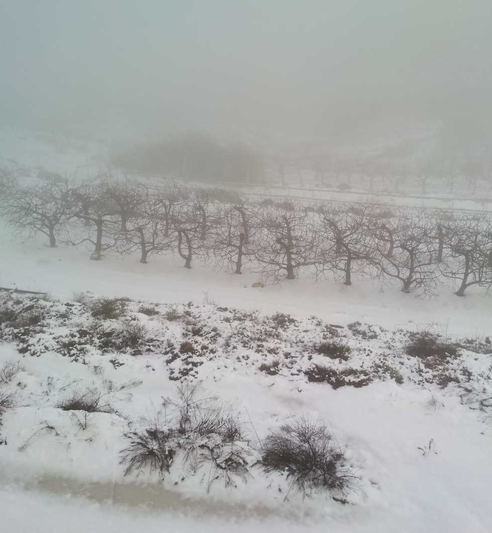 שלג בגוש עציון  (צילום: רחלי אבלמן, יחל