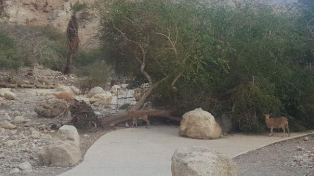 עץ נפל בנחל דוד בדרום (צילום: דוד גרינבאום, רשות הטבע והגנים)