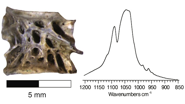 עצם סלמון ארכיאולוגית (שמאל) והחותמת המינרלית הייחודית בשיטת קרינה אינפרא-אדומה (ימין). הוכן ע