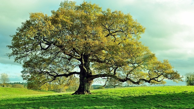 עץ בודד (צילום: shutterstock)