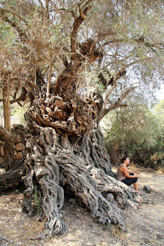 עץ הזית של רבן גמליאל (צילום: יעקב שקולניק, ארכיון הצילומים של קק"ל)
