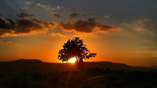 עץ החרוב בארבל (צילום: בן פרשיץ)