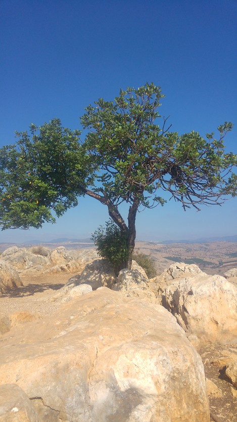 עץ החרוב בארבל (צילום: מוטי דולב)