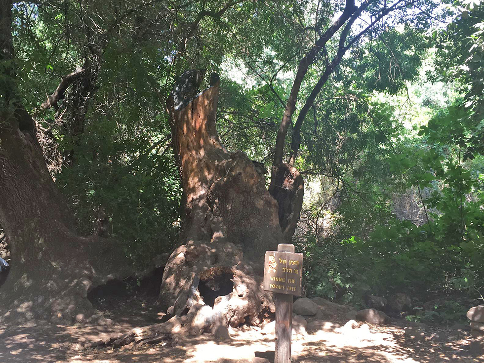 עץ פו הדב בתל דן ( צילום: נעמה מנספלד, רשות הטבע והגנים)