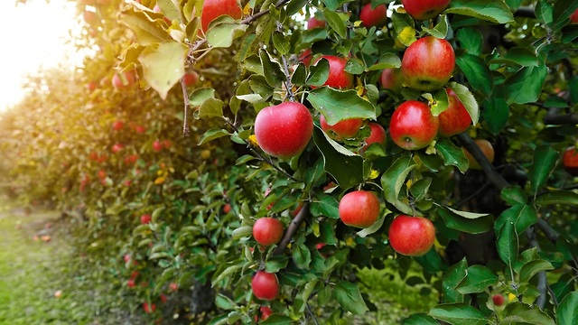 עץ תפוח (צילום: shutterstock)