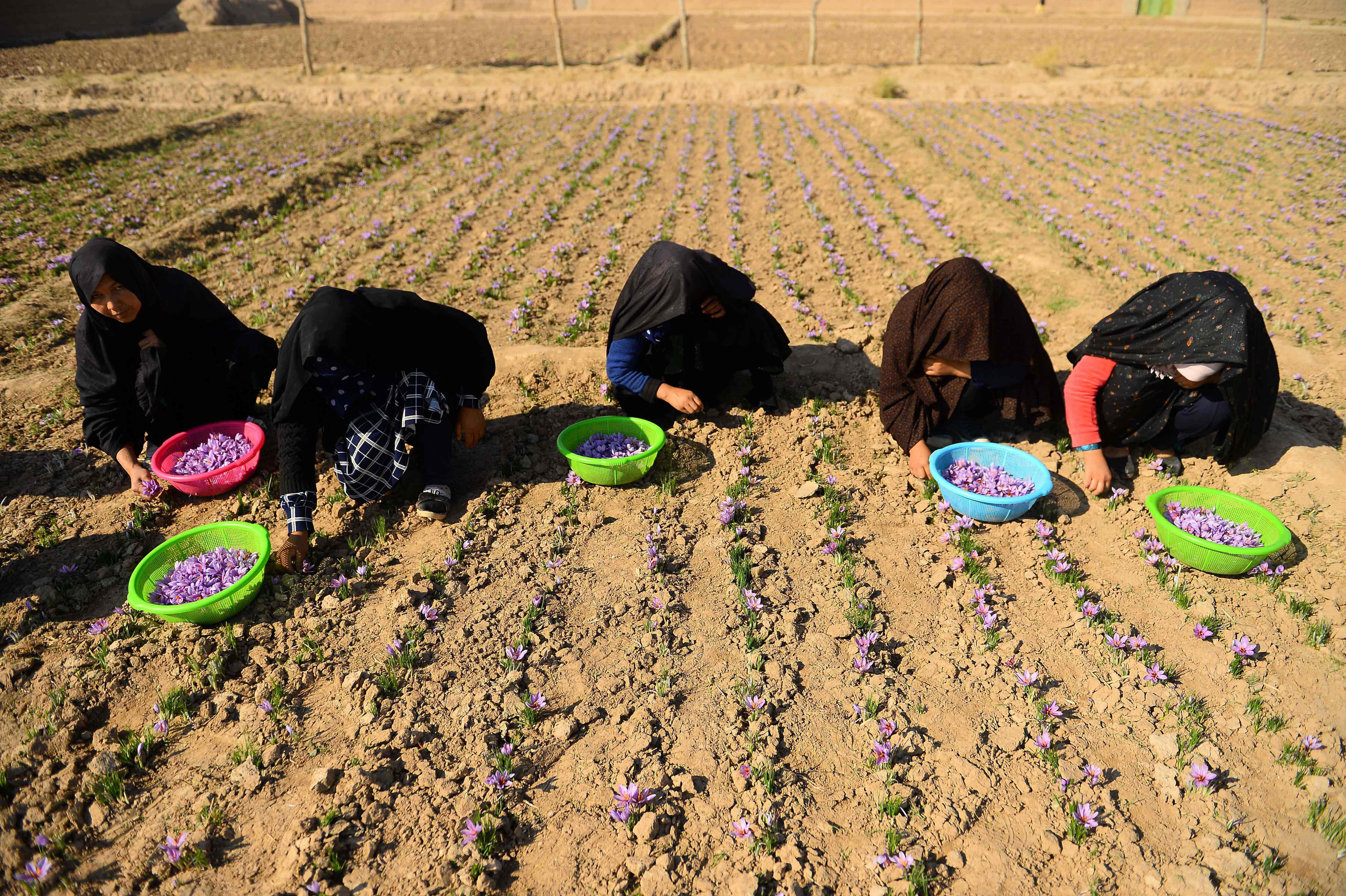 Afghan women harvest saffron flowers in a field on the outskirts of Herat province, November 2018 (Photo: Reuters)