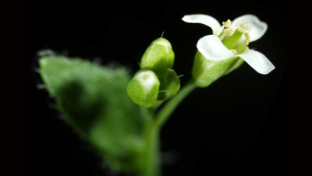 Arabidopsis thaliana (צילום: מסע הקסם המדעי, מכון ויצמן)