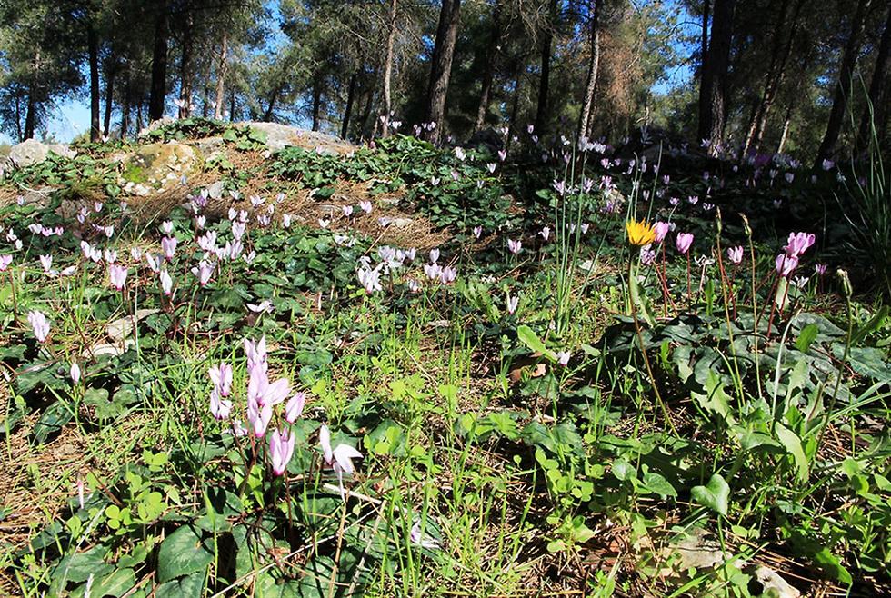 Зимнее цветение в лесу Лави. Фото: Яаков Школьник, архив ККЛ
