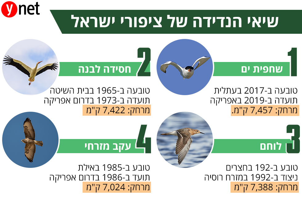 שיאי הנדידה של ציפורי ישראל (צילום: shutterstock)