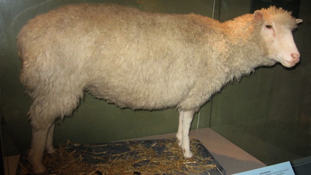 השיבוט הראשון של יונק התרחש כבר בשנת 1996. הכבשה דולי  (צילום: מתוך ויקיפדיה)