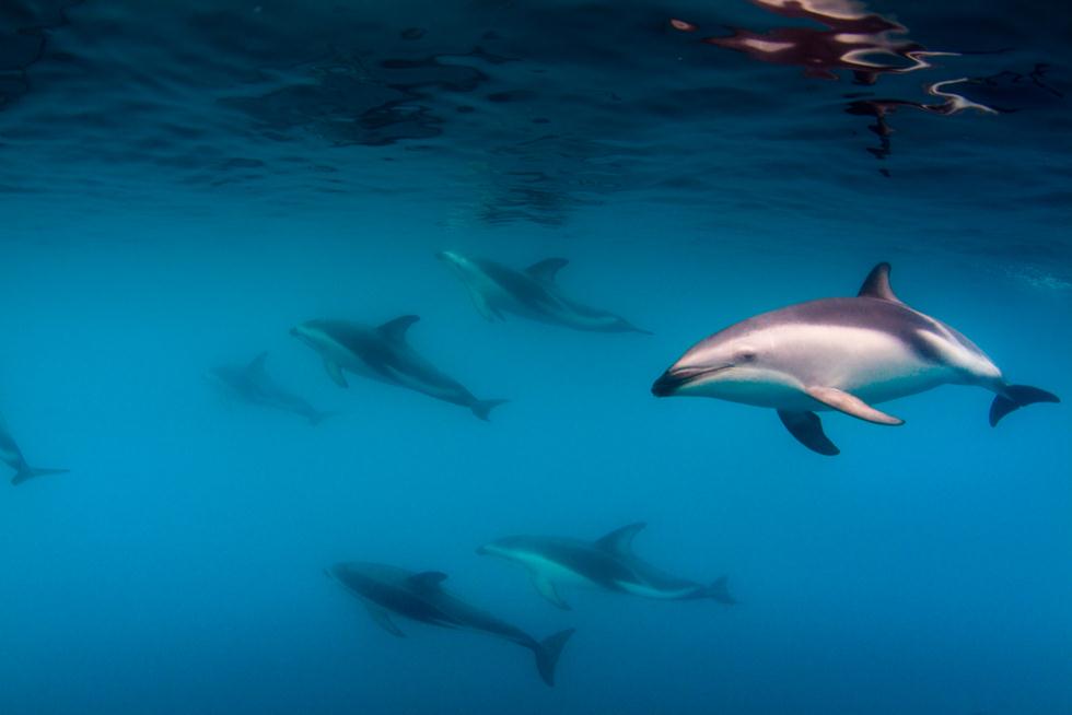 להקת דולפינים מזנקים (צילום: shutterstock)
