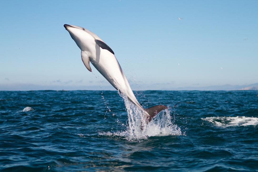 דולפין מזנק (צילום: shutterstock)