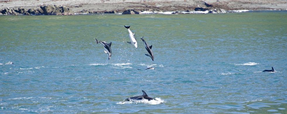 דולפינים מזנקים (צילום: shutterstock)