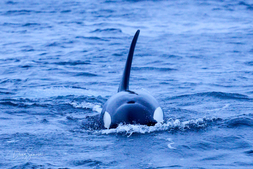 טיול צלילה עם לווייתנים בנורווגיה (צילום: בועז סמוראי)