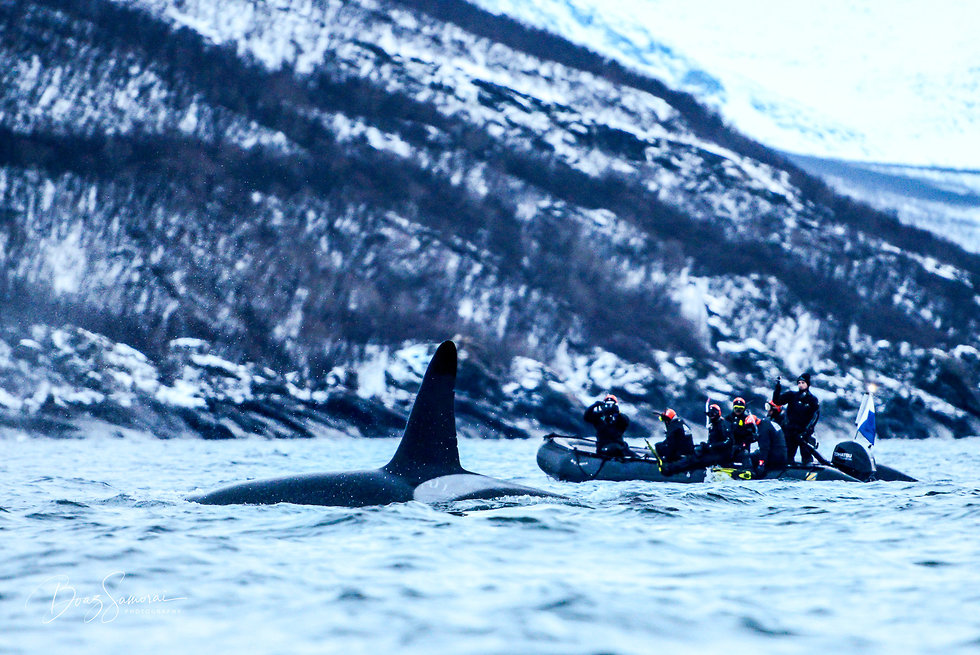 טיול צלילה עם לווייתנים בנורווגיה (צילום: בועז סמוראי)
