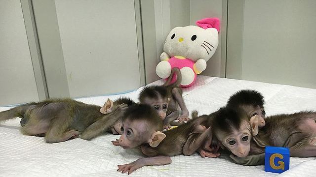 הקופים המשובטים (צילום: EPA)