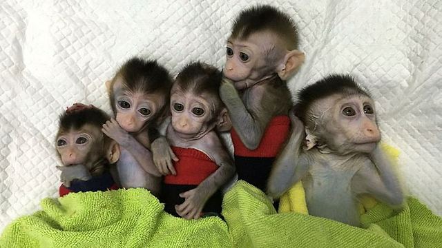 הקופים המשובטים (צילום: EPA)