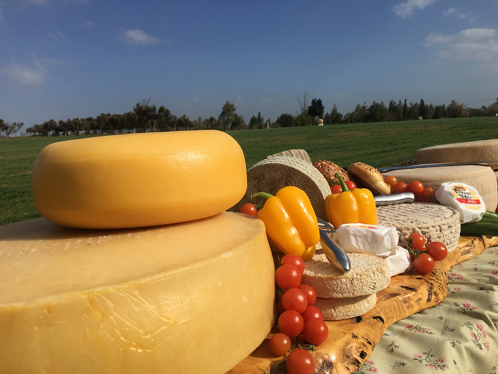 גבינות מחלבת בארי (צילום: גלעד כרמלי)