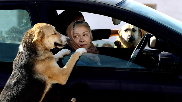 כלבים ב טהרן איראן (צילום: AP)
