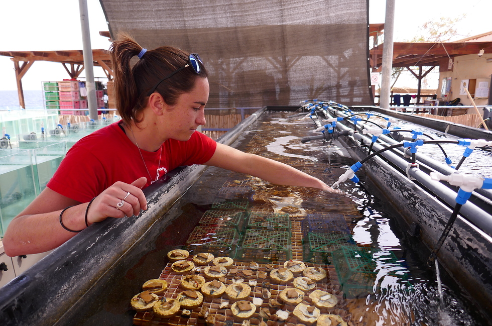 ג'סיקה בלוורתי והאלמוגים במעבדה (צילום: n.ishendal)