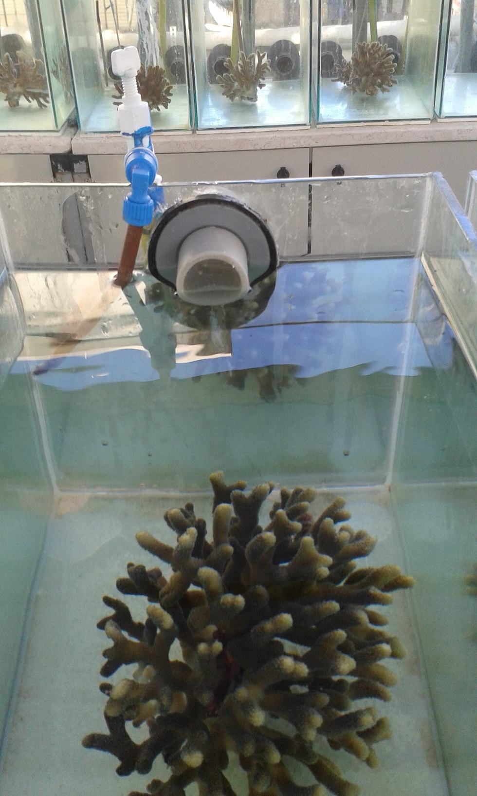 האלמוגים במעבדה (צילום: ג'סיקה בלוורתי)