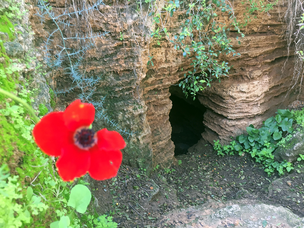 Пещеры района Афека. Фото: Гилад Кармели (צילום: גלעד כרמלי)