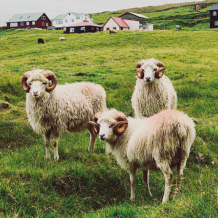 כבשים מקומיות מחוץ לבית