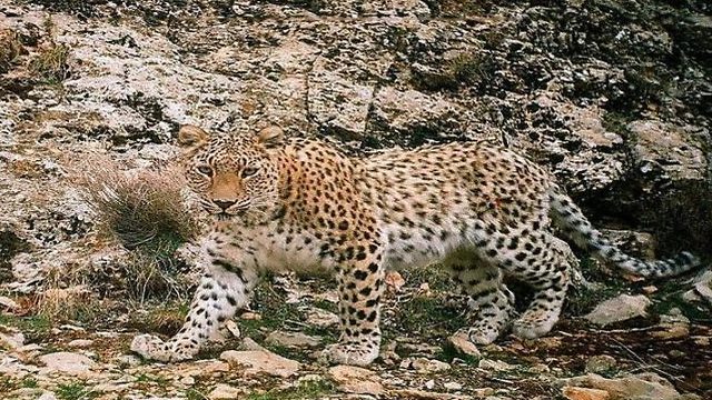 A Persian leopard captured by camera trap in Bemo National Park, Iran.